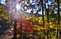 山間の光条紅葉