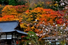 湖東三山百済寺　不動堂の二期桜に紅葉　3