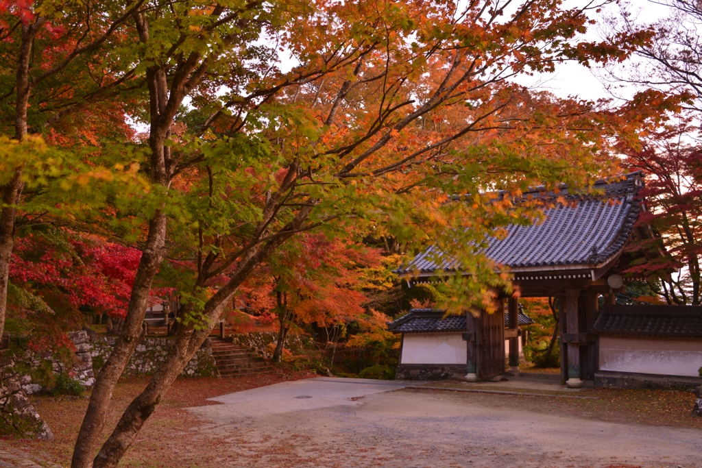 紅葉探訪