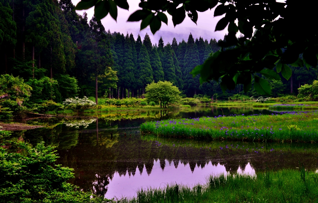 夏緑の平池
