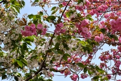 異種桜共演