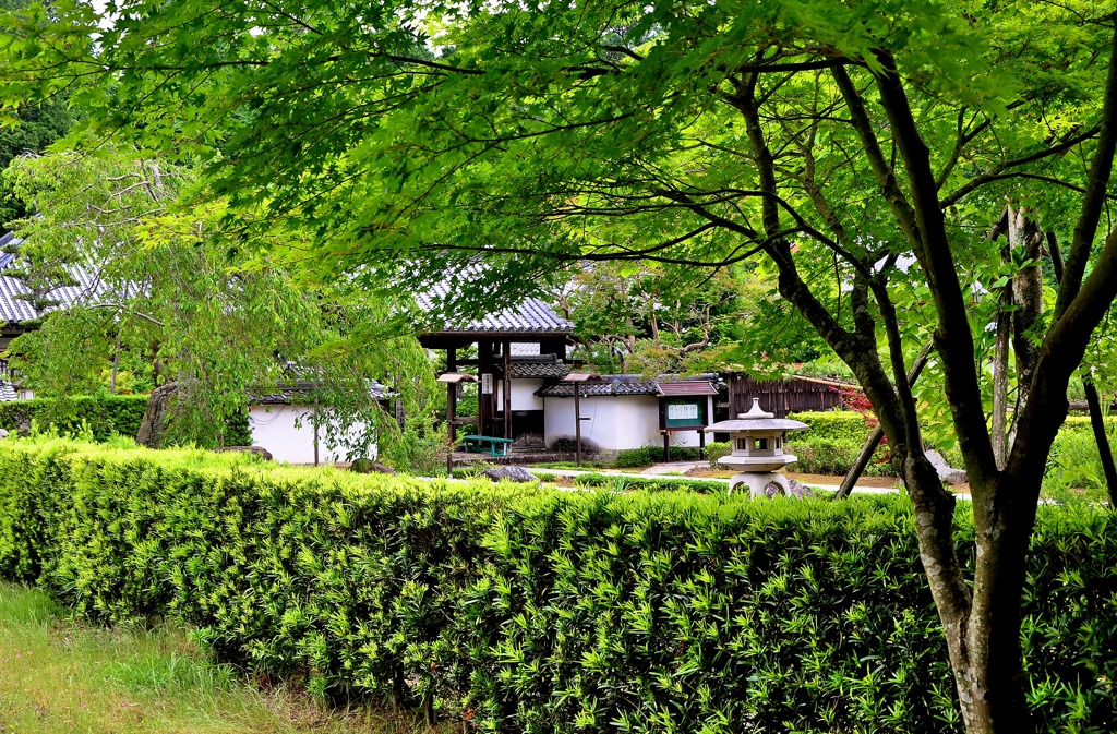 青もみじ山門