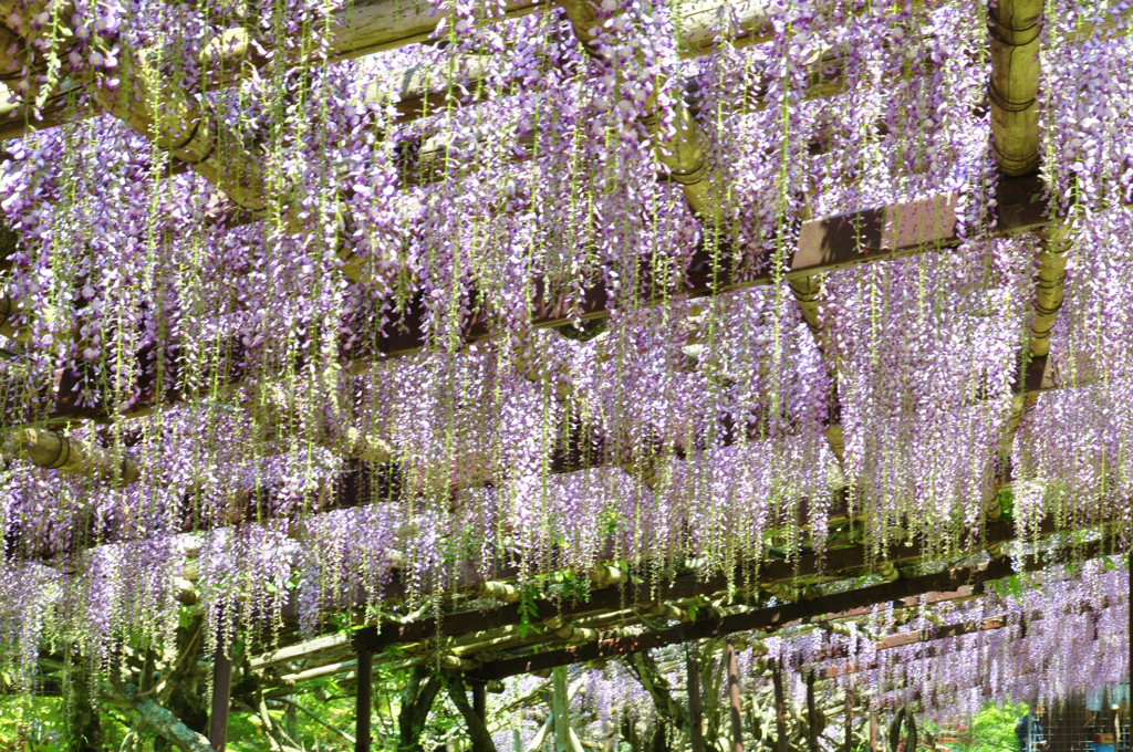 藤の寺正法寺　4