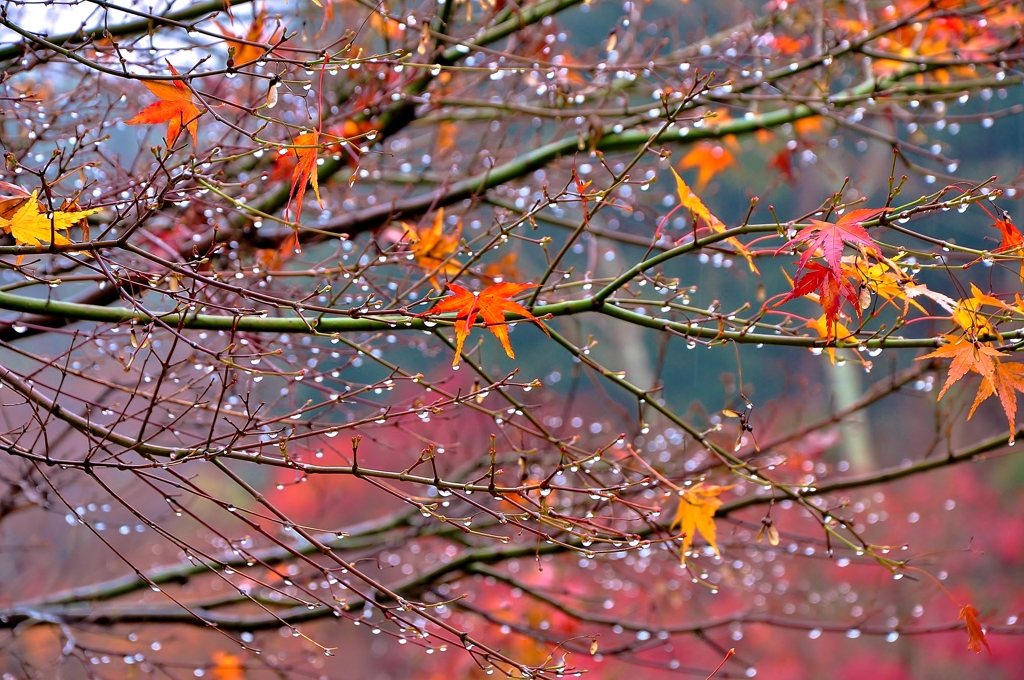 残り紅葉雨滴花