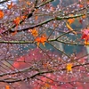 残り紅葉雨滴花
