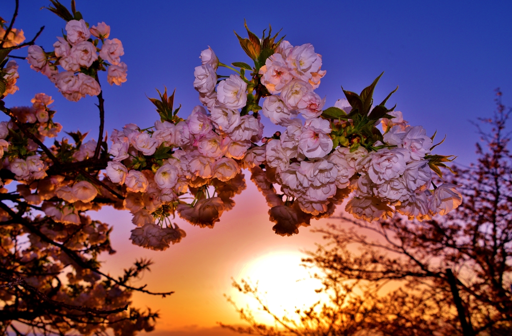 夕桜