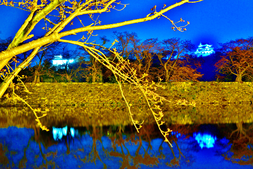 花冷え彦根城夜景