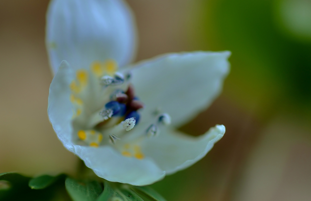 Winter aconite