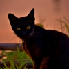 夕暮れ野良猫