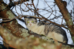 木に登る猫　　3－2