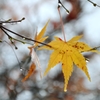 枝葉紅葉