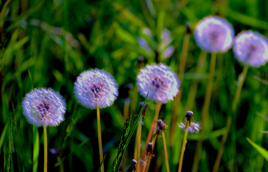 綿毛の花