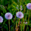 綿毛の花