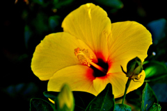 Hibiscus