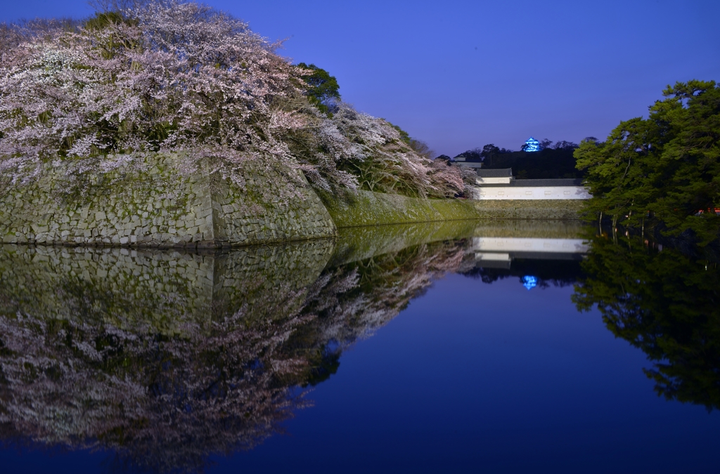 彦根城濠端平成最後の夜桜