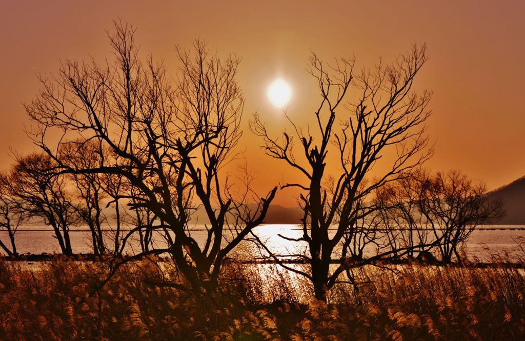 春さる夕陽