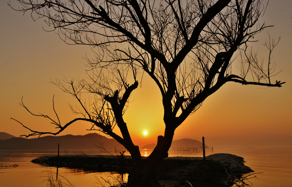 夕暮れの枯れ木立 By 近江源氏 Id 写真共有サイト Photohito