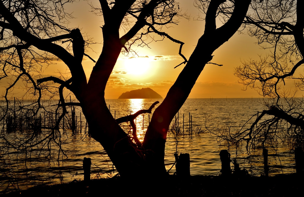 竹生島樹陰夕日