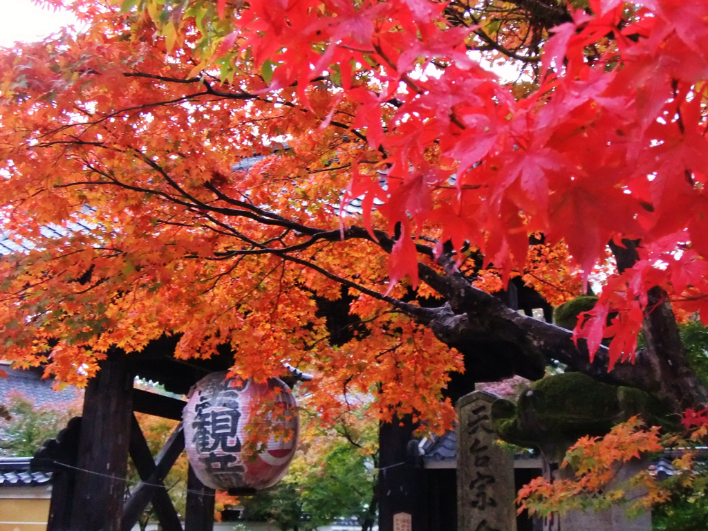 朱に染まる金剛輪寺総門（黒門）