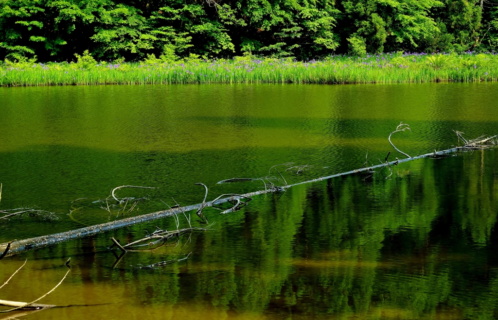 平池