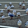 集会