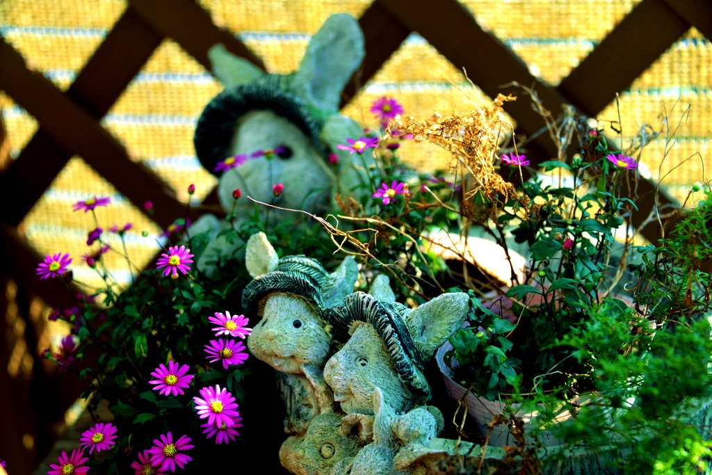 忘れられた我が家の花