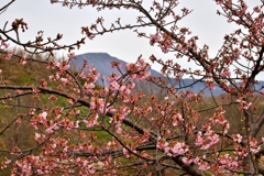 湖国の河津桜