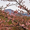 湖国の河津桜