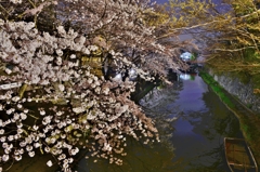 八幡堀夜桜