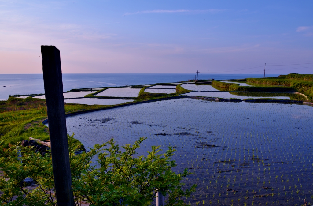 薫風の海と棚田