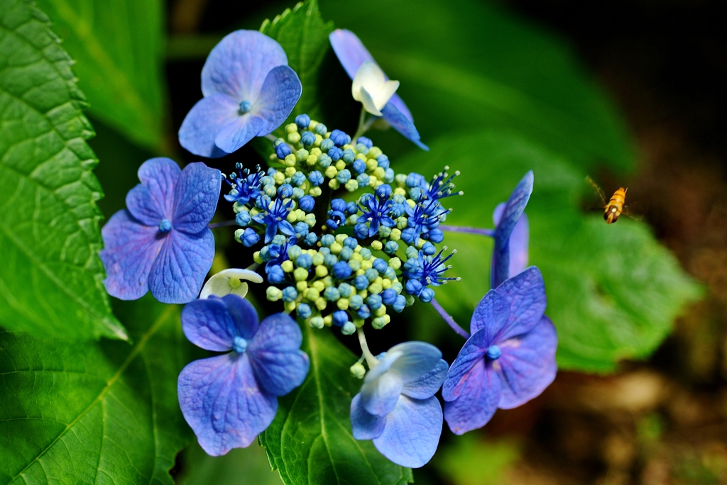 青額紫陽花