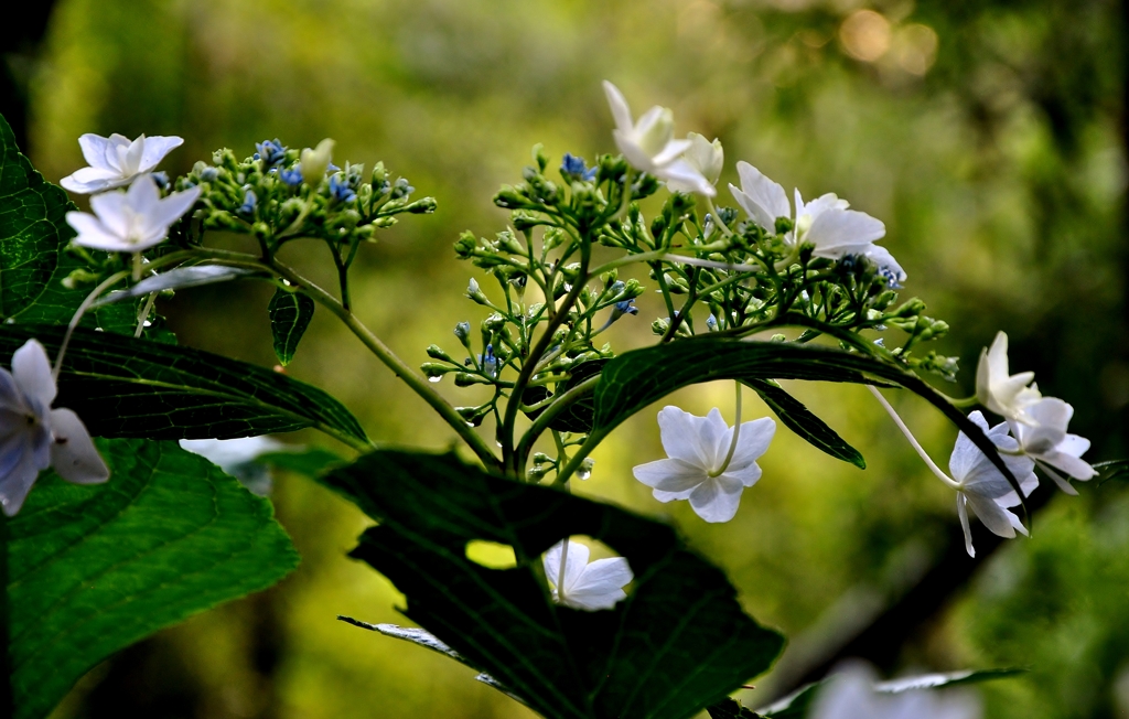 Gaku hydrangea