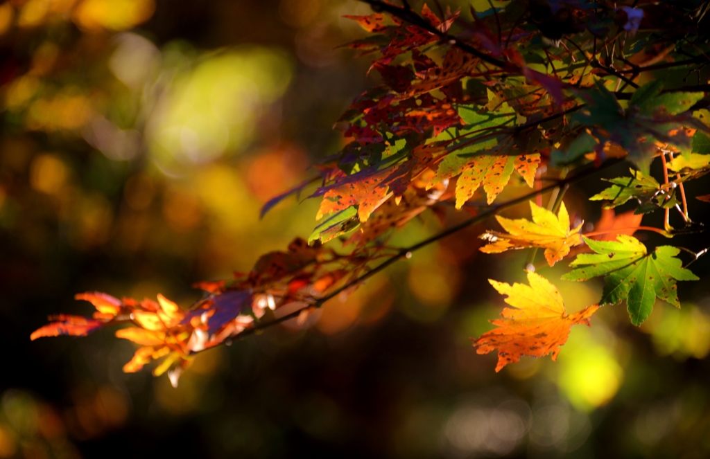 MOMIJI