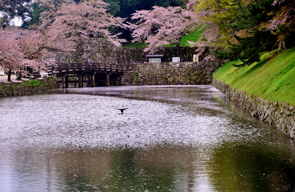 濠端仕舞桜