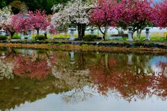 鏡面の水田桜