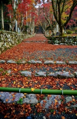 落ち葉参道