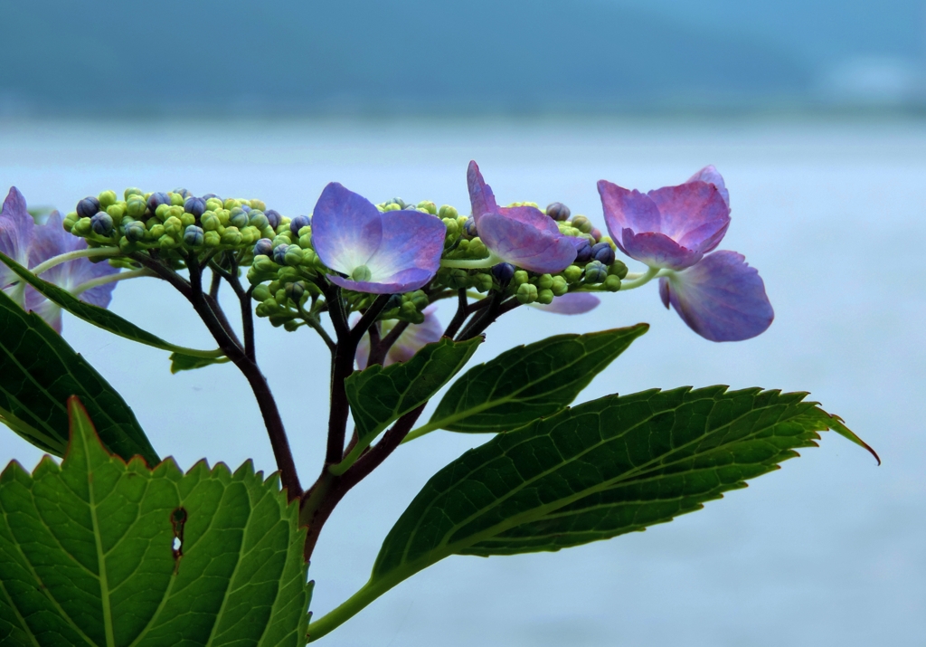 梅雨時花