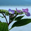 梅雨時花