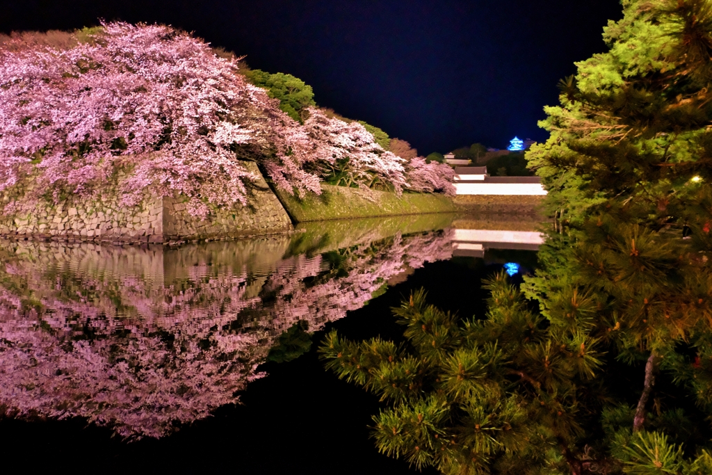 濠端夜桜