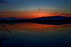 夜明けの水田