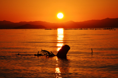 流木の夕日