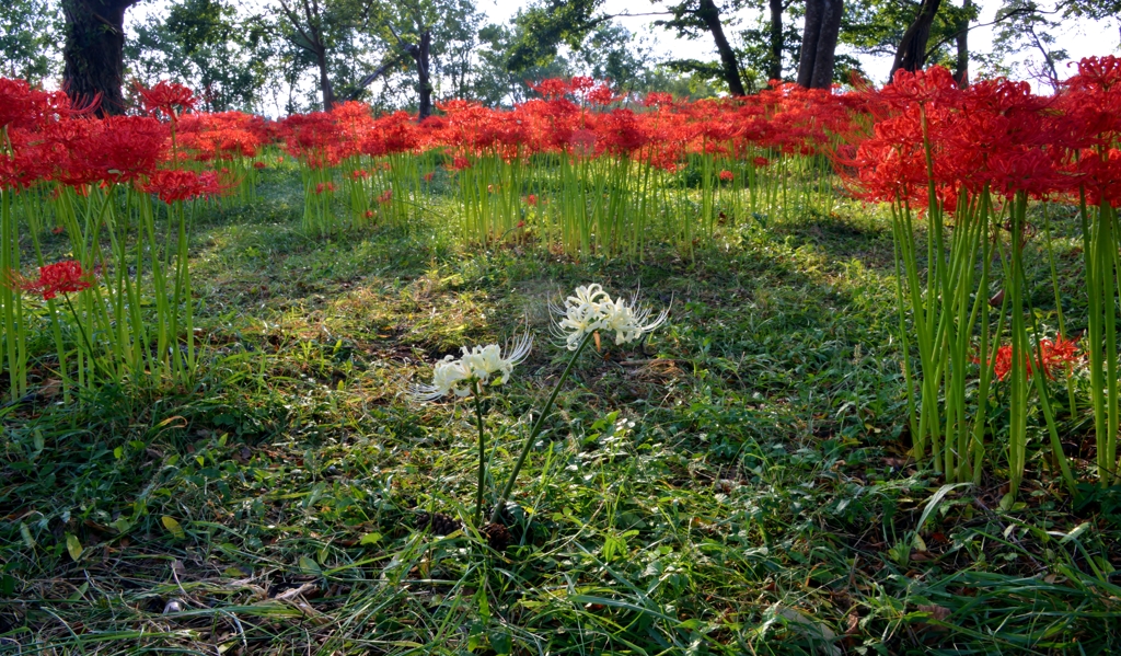 悲願花