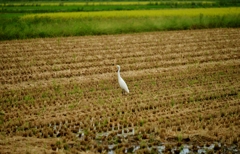 鷺寸景・田んぼ