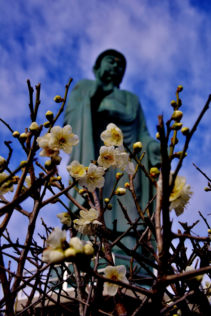 春寒の花大仏