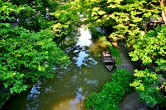 新緑の八幡堀