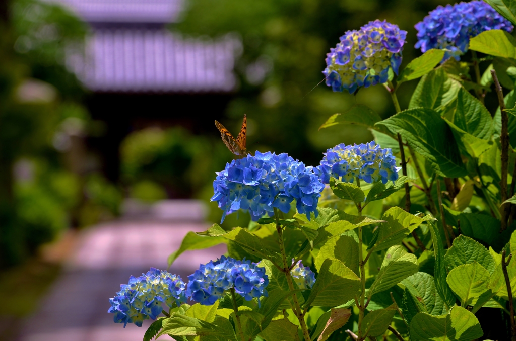 蝶紫陽花