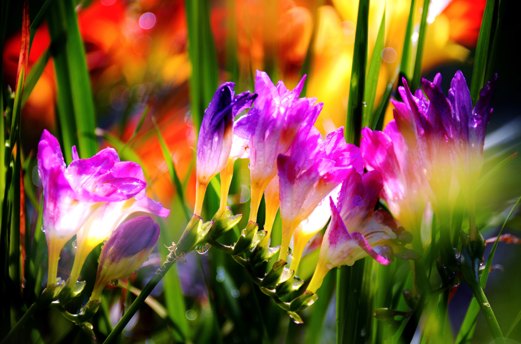 我が家の花　フリージア