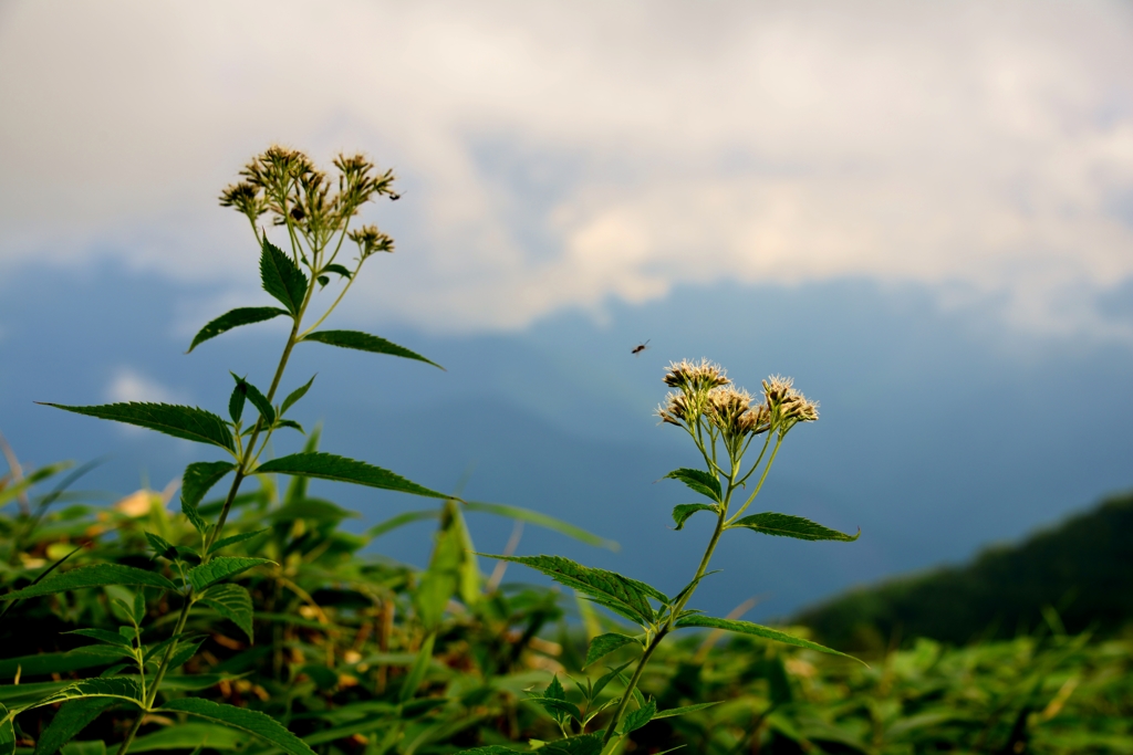 高原の花