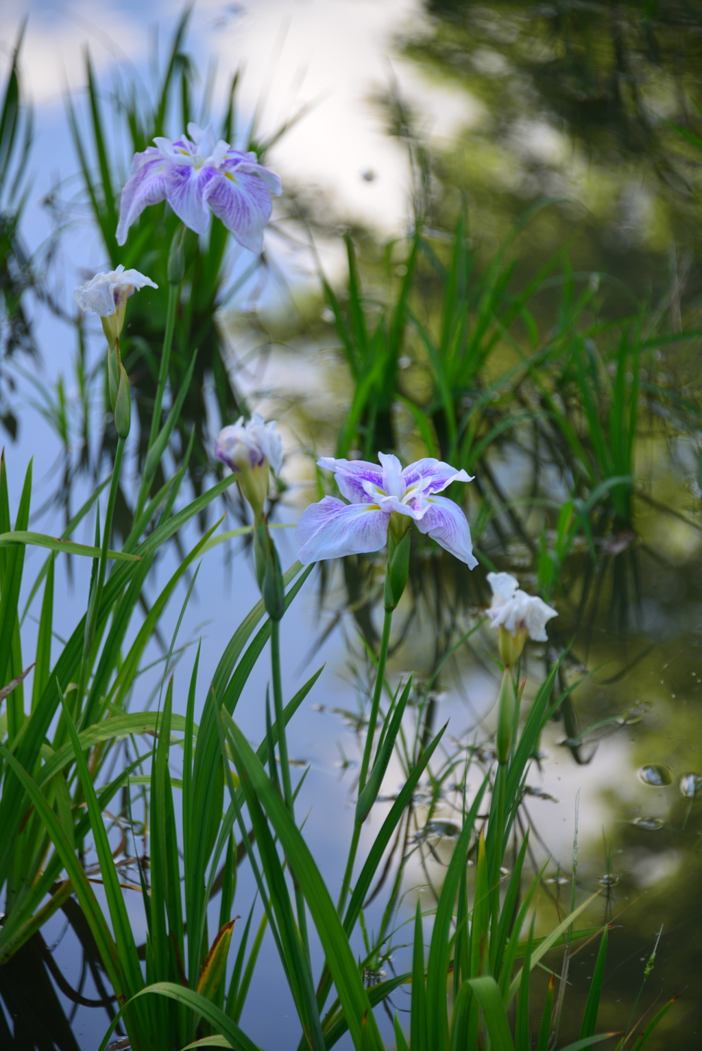 花菖蒲