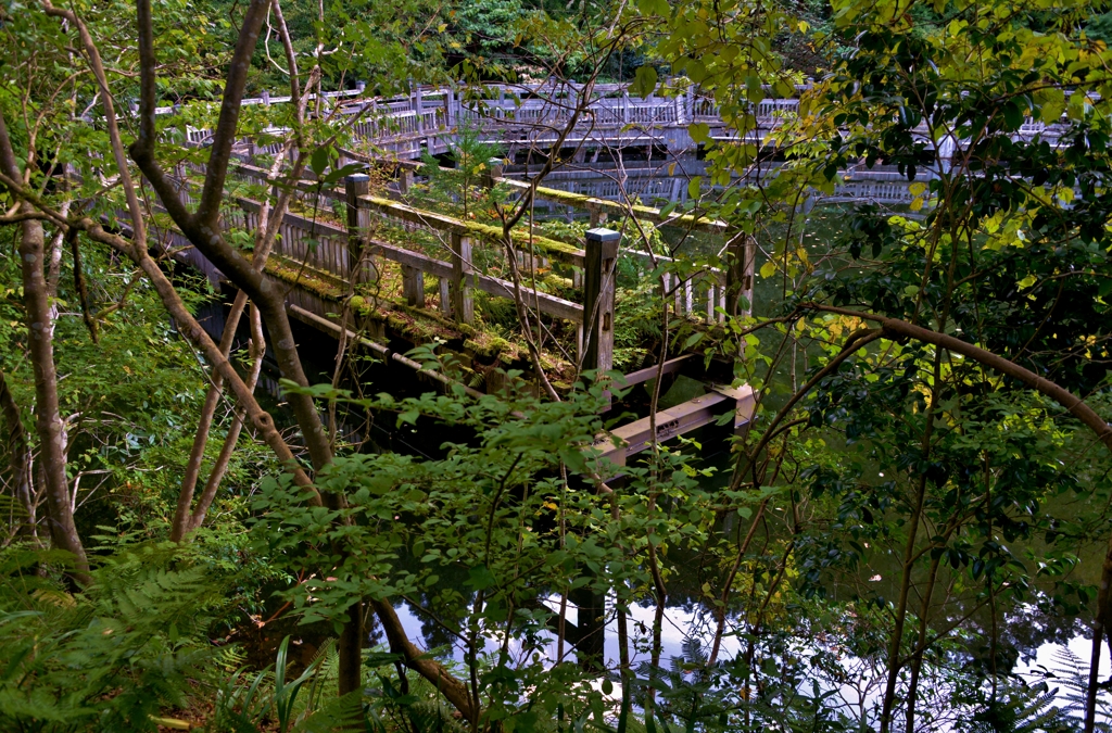 朽ちた木造橋